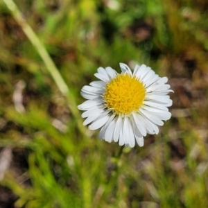 Calotis anthemoides at Bungendore, NSW - 22 Oct 2021