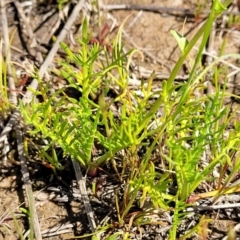 Calotis anthemoides at Bungendore, NSW - 22 Oct 2021