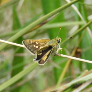 Trapezites luteus at Kambah, ACT - 22 Oct 2021