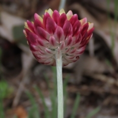 Leucochrysum albicans subsp. albicans at Bruce, ACT - 16 Oct 2021