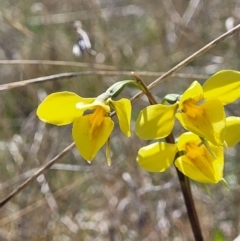 Diuris amabilis (Large Golden Moth) at Gidleigh TSR - 22 Oct 2021 by tpreston