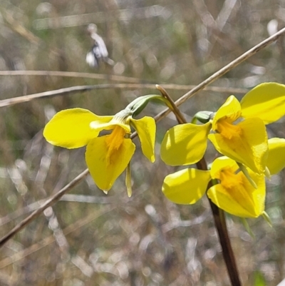 Diuris amabilis (Large Golden Moth) at Gidleigh TSR - 22 Oct 2021 by trevorpreston