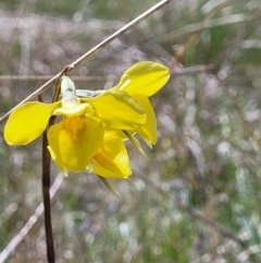 Diuris amabilis at Bungendore, NSW - 22 Oct 2021