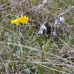 Diuris amabilis at Bungendore, NSW - 22 Oct 2021