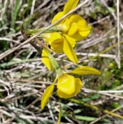 Diuris amabilis at Bungendore, NSW - 22 Oct 2021