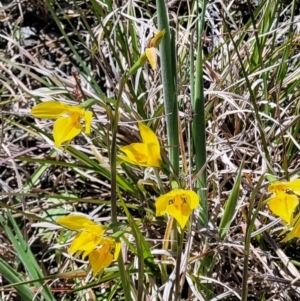 Diuris amabilis at Bungendore, NSW - suppressed