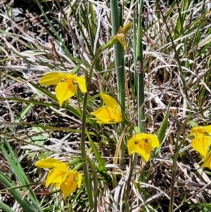 Diuris amabilis at Bungendore, NSW - suppressed