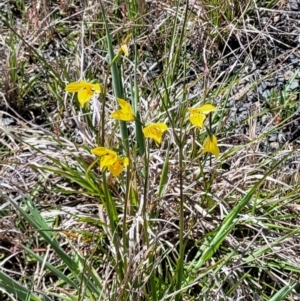 Diuris amabilis at Bungendore, NSW - suppressed