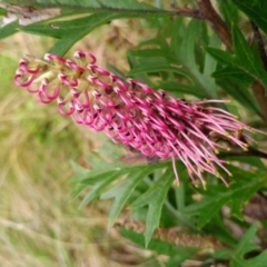 Grevillea sp. (Grevillea) at Corang, NSW - 21 Oct 2021 by LeonieWood