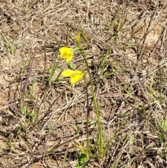 Diuris amabilis at Bungendore, NSW - 22 Oct 2021