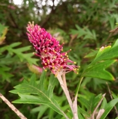 Grevillea sp. (Grevillea) at Corang, NSW - 21 Oct 2021 by LeonieWood