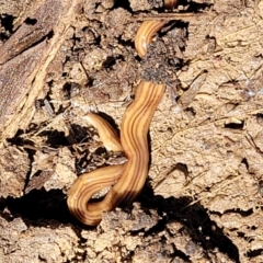 Fletchamia quinquelineata (Five-striped flatworm) at Bungendore, NSW - 22 Oct 2021 by tpreston