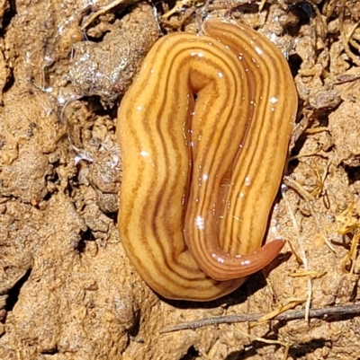 Fletchamia quinquelineata (Five-striped flatworm) at Bungendore, NSW - 22 Oct 2021 by trevorpreston