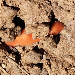 Australoplana alba (A flatworm) at Turallo Nature Reserve - 22 Oct 2021 by tpreston