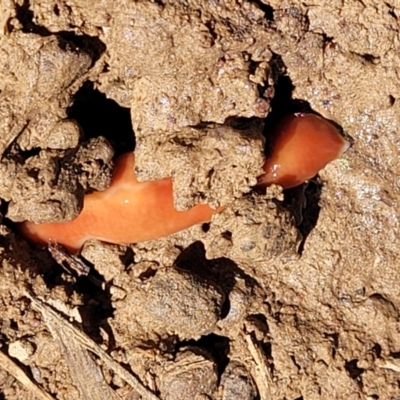 Australoplana alba (A flatworm) at Bungendore, NSW - 22 Oct 2021 by trevorpreston