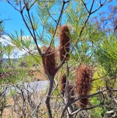 Banksia spinulosa var. spinulosa (Hairpin Banksia) at Bywong, NSW - 22 Oct 2021 by trevorpreston