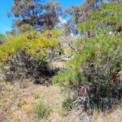 Banksia spinulosa var. spinulosa at Bywong, NSW - 22 Oct 2021