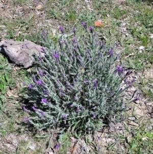 Lavandula stoechas at Forde, ACT - 22 Oct 2021