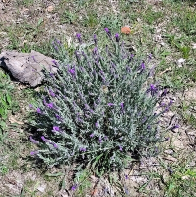 Lavandula stoechas (Spanish Lavender or Topped Lavender) at Mulligans Flat - 22 Oct 2021 by trevorpreston