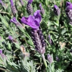 Lavandula stoechas at Forde, ACT - 22 Oct 2021