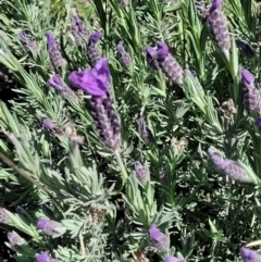 Lavandula stoechas at Forde, ACT - 22 Oct 2021