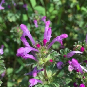 Lamium amplexicaule at Acton, ACT - 22 Oct 2021