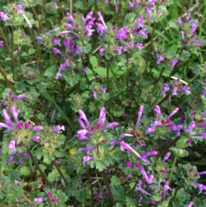 Lamium amplexicaule at Acton, ACT - 22 Oct 2021