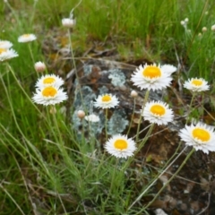 Leucochrysum albicans subsp. tricolor at Watson, ACT - 21 Oct 2021