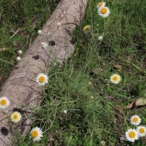 Leucochrysum albicans subsp. tricolor at Bruce, ACT - 16 Oct 2021 11:38 AM