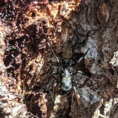 Myrmarachne luctuosa (Polyrachis Ant Mimic Spider) at Gateway Island, VIC - 22 Oct 2021 by ChrisAllen