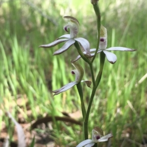 Caladenia moschata at Hall, ACT - 22 Oct 2021