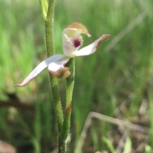 Caladenia moschata at Hall, ACT - 22 Oct 2021