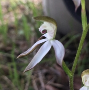 Caladenia moschata at Hall, ACT - 22 Oct 2021