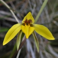 Diuris subalpina (Small Snake Orchid) at Mount Clear, ACT - 22 Oct 2021 by JohnBundock