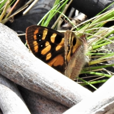 Argynnina cyrila (Forest Brown, Cyril's Brown) at Mount Clear, ACT - 22 Oct 2021 by JohnBundock