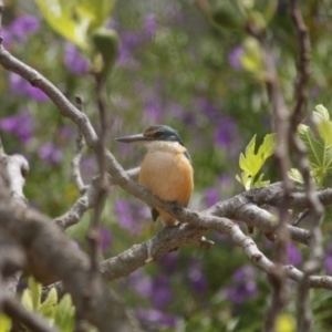 Todiramphus sanctus at Flynn, ACT - 19 Oct 2021