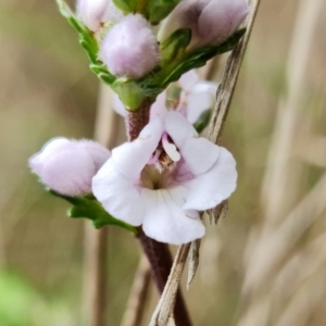 Euphrasia collina subsp. paludosa at Cotter River, ACT - 21 Oct 2021