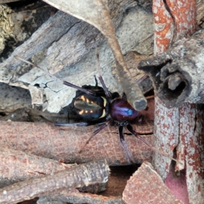 Habronestes sp. (genus) (An ant-eating spider) at Forde, ACT - 22 Oct 2021 by tpreston