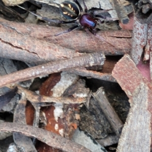 Habronestes sp. (genus) at Forde, ACT - 22 Oct 2021