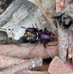 Habronestes sp. (genus) at Forde, ACT - 22 Oct 2021