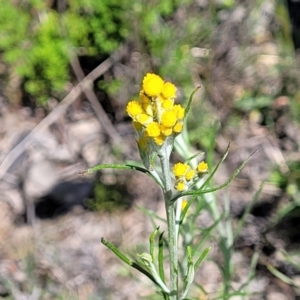 Chrysocephalum semipapposum at Forde, ACT - 22 Oct 2021