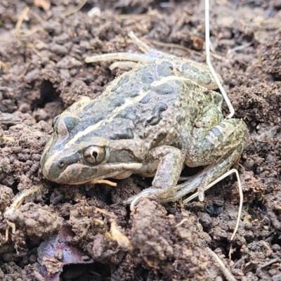 Limnodynastes tasmaniensis (Spotted Grass Frog) at Mulligans Flat - 22 Oct 2021 by tpreston