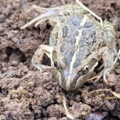 Limnodynastes tasmaniensis at Forde, ACT - 22 Oct 2021