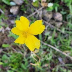 Goodenia pinnatifida at Forde, ACT - 22 Oct 2021