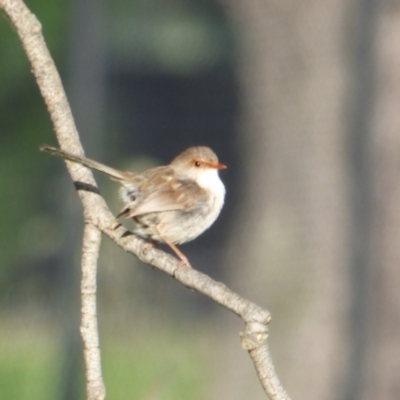 Malurus cyaneus (Superb Fairywren) at Lyneham, ACT - 22 Oct 2021 by RobertD