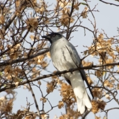 Coracina novaehollandiae (Black-faced Cuckooshrike) at Sullivans Creek, Lyneham North - 22 Oct 2021 by RobertD