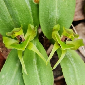 Chiloglottis valida at Cotter River, ACT - suppressed