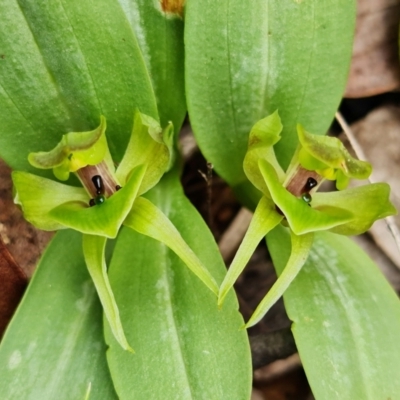 Chiloglottis valida (Large Bird Orchid) at Cotter River, ACT - 21 Oct 2021 by RobG1