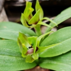 Chiloglottis valida at Cotter River, ACT - suppressed