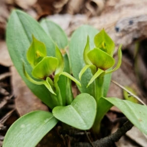 Chiloglottis valida at Cotter River, ACT - suppressed